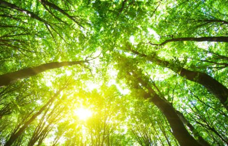 forest trees. nature green wood backgrounds